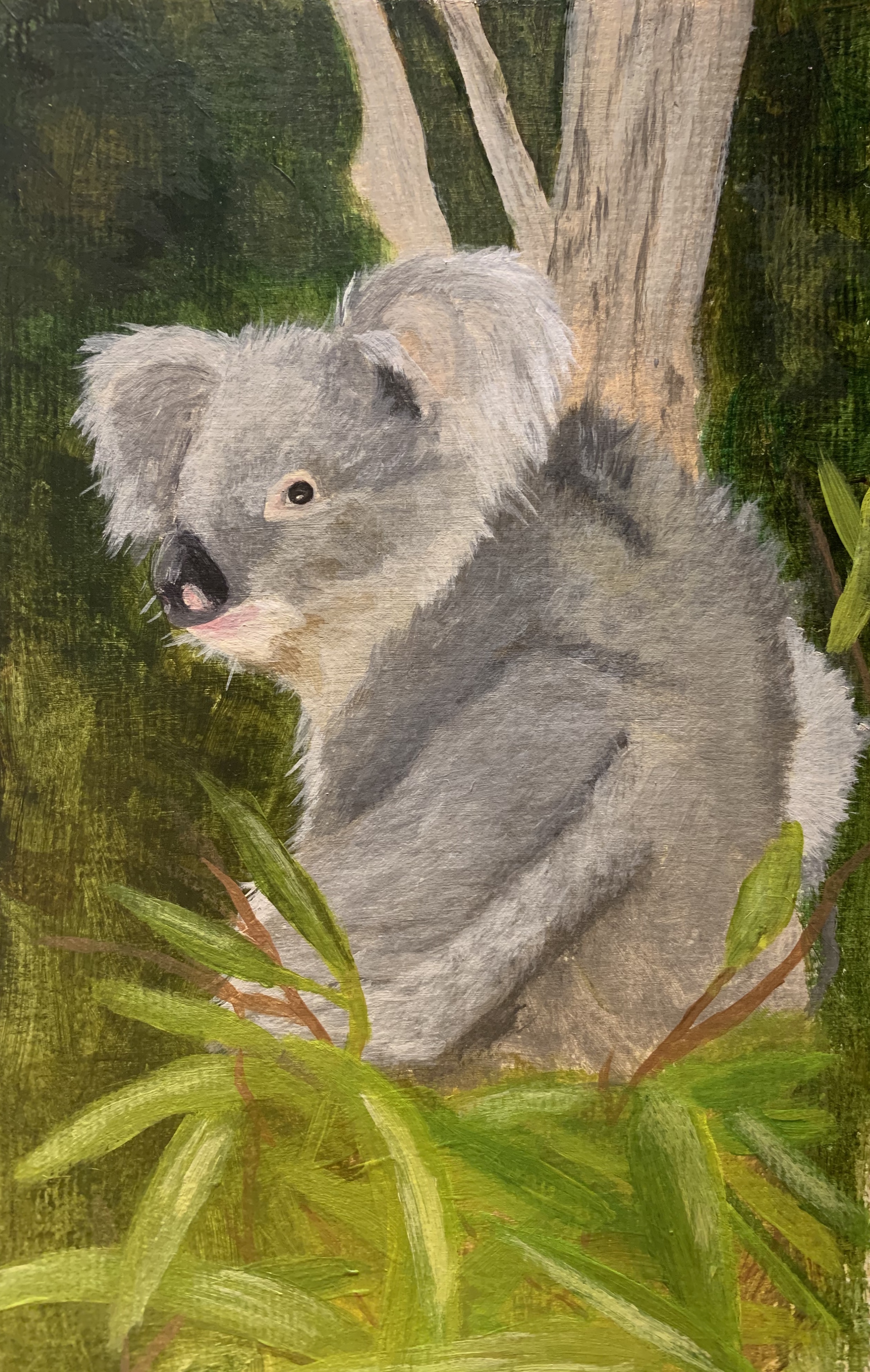 Koala